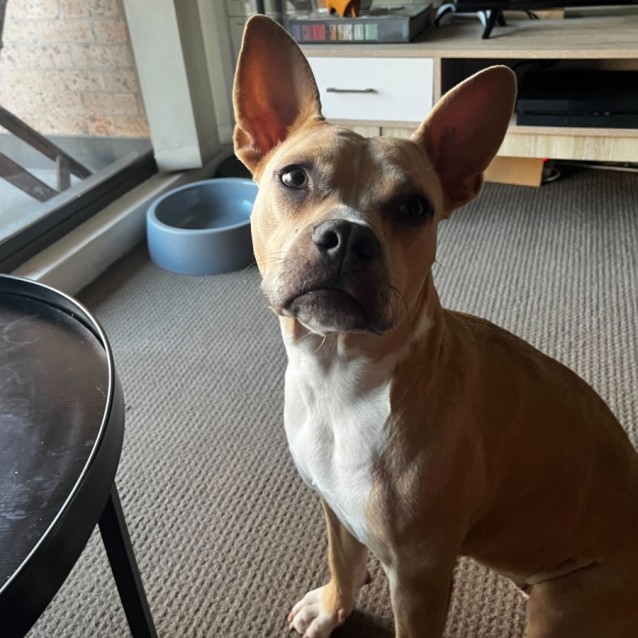 Photo of Pixie
