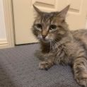 Photo of Willow