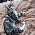 Photo of Peanut