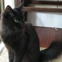 Photo of Ishka ** 2nd Chance Cat Rescue**