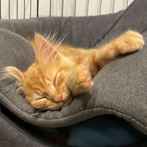 Cinna ^^Dandy Cat Rescue^^