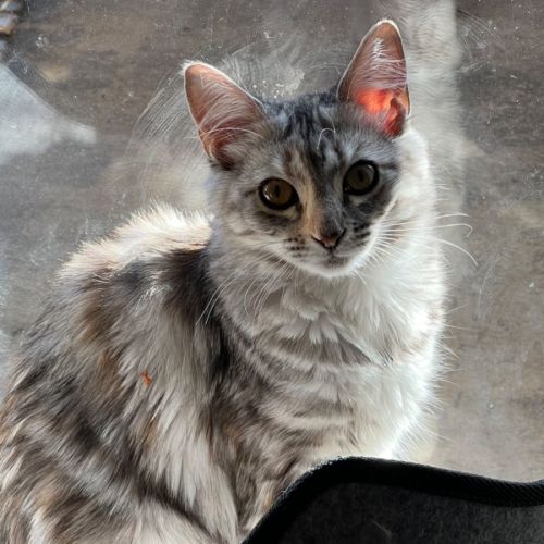 Lavida-meet me at Petstock Mornington 