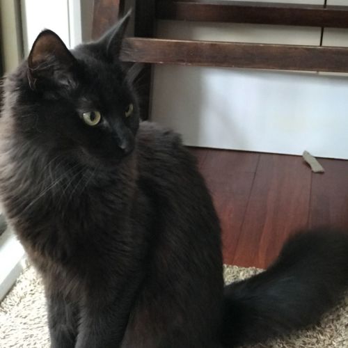 Ishka ** 2nd Chance Cat Rescue**
