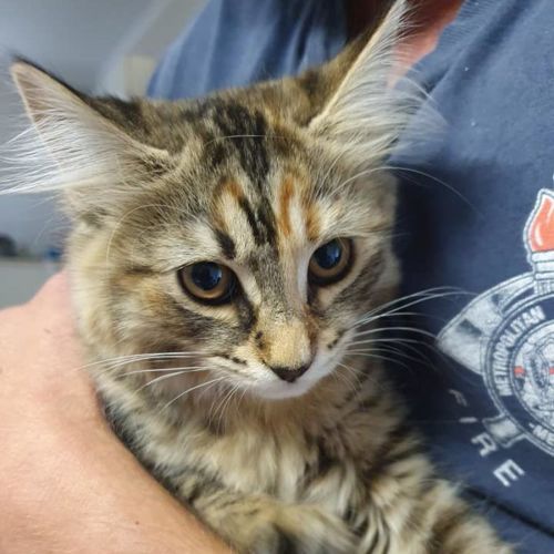 Saffron *9 Lives Project Rescue*