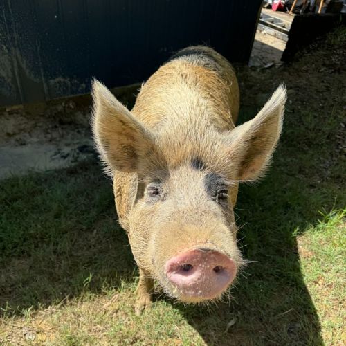 Peppa