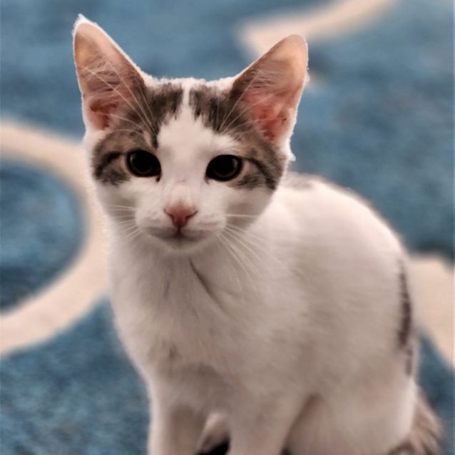 Photo of Muffin ^^Dandy Cat Rescue^^