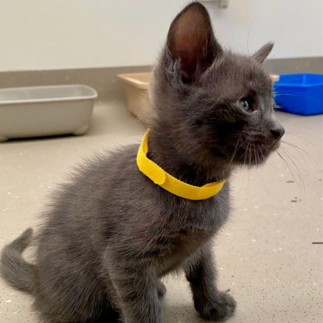 Photo of C1249 Flint