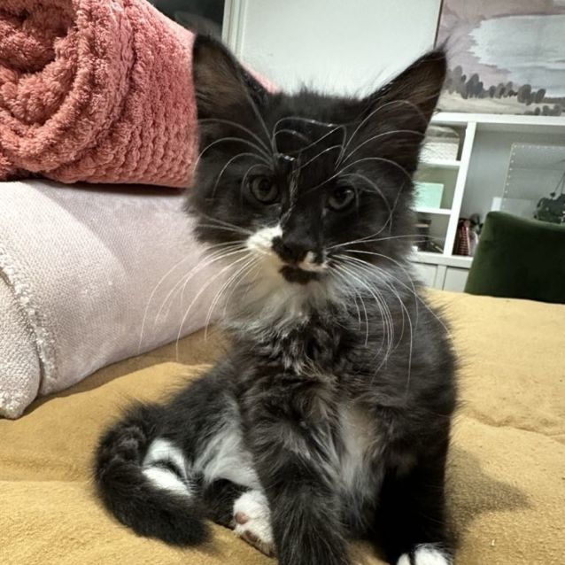 Photo of Pickle Rick