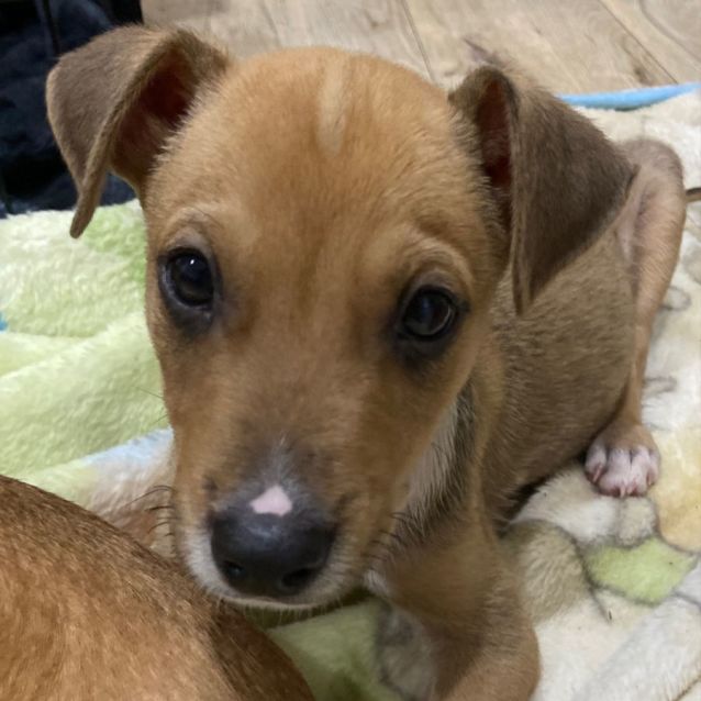 Photo of Dash
