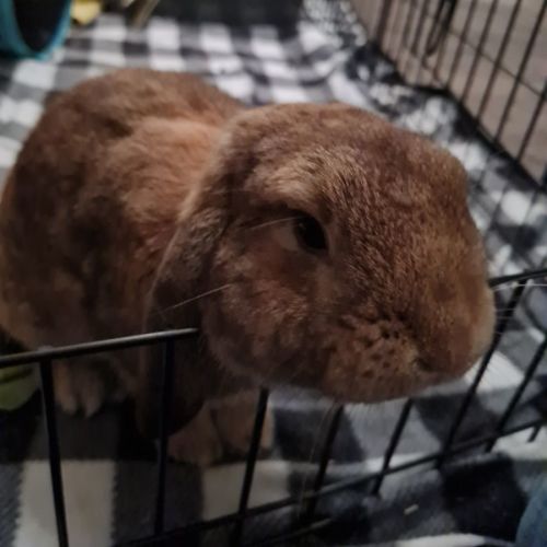 Gus
