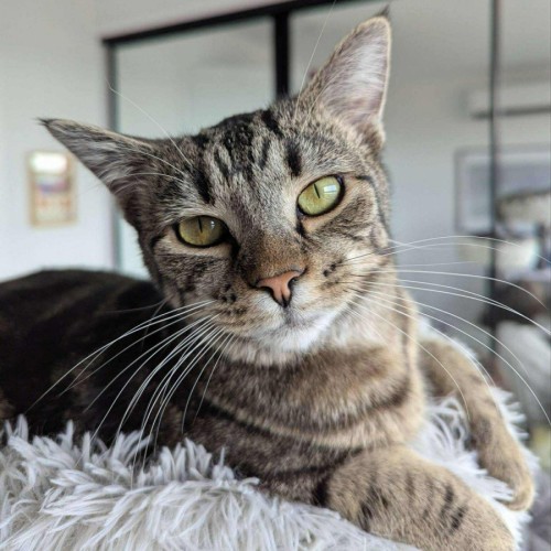 Cora - In foster care in Reservoir