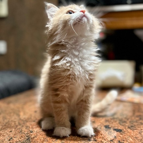 Apollo - In foster care in Lower Plenty