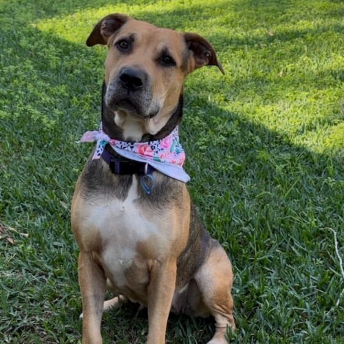 Mali *$250 Adoption Fee*