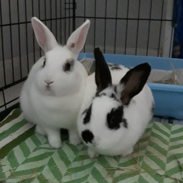 Dwarf Rabbit Mix Spring - Female Dwarf Mix Rabbit in VIC - PetRescue