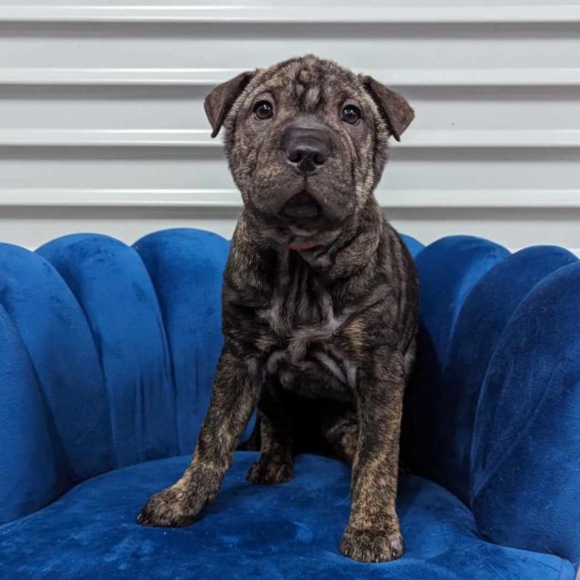 Scarlett Medium Female Shar Pei x Staffy Mix Dog in NSW PetRescue