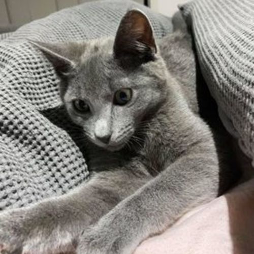 Tiko