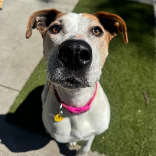 No photo for Crystal