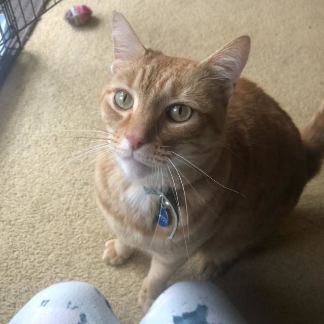 Photo of Boston 🐈‍⬛