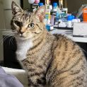 Photo of Shorty