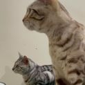 Photo of Angel & Sultan