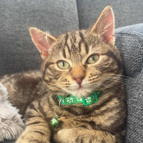 Norman - Located in Pakenham