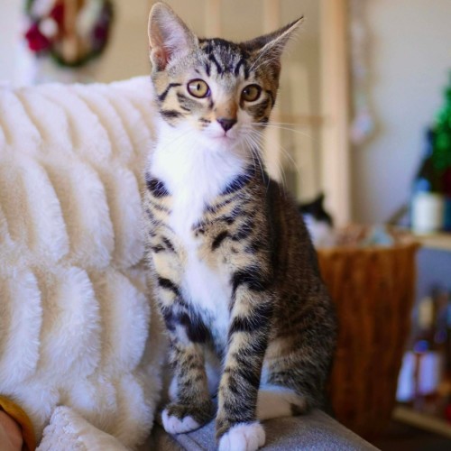 Timmy - Meet me @ Petstock Prahran