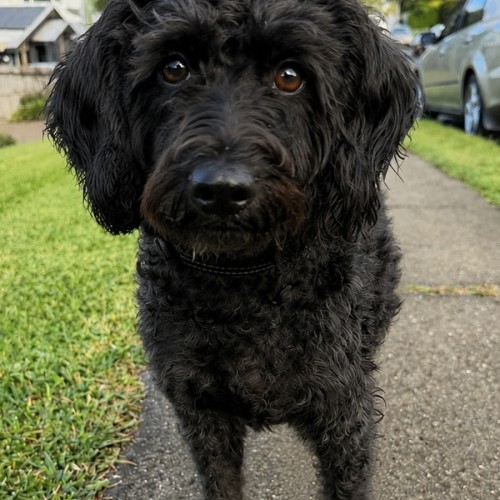 Asha