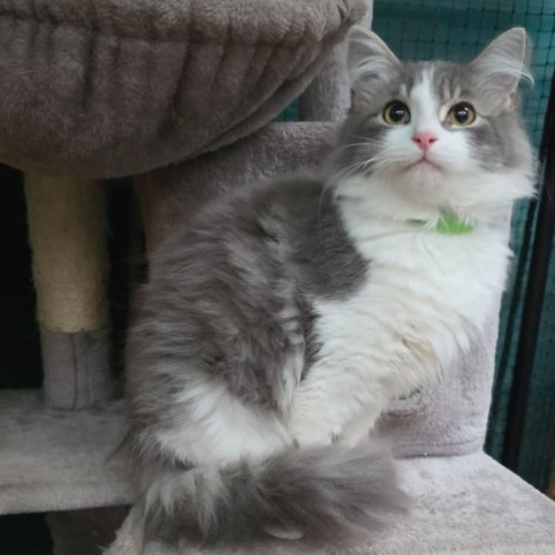 Kaan**2nd Chance Cat Rescue**