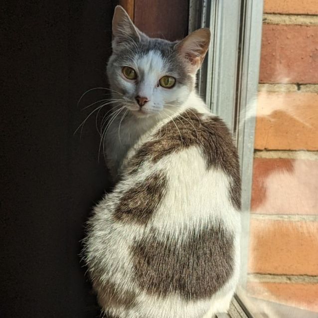 Photo of 🌸 Calypso 🌸