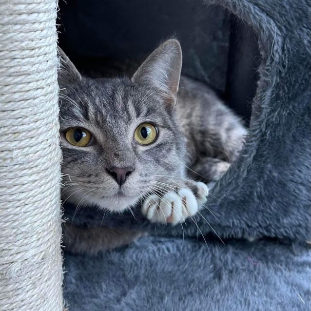 Photo of Milo