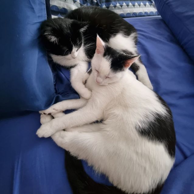 Photo of Sophie & Romeo