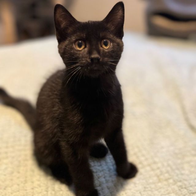 Photo of Felix *9 Lives Project Rescue*