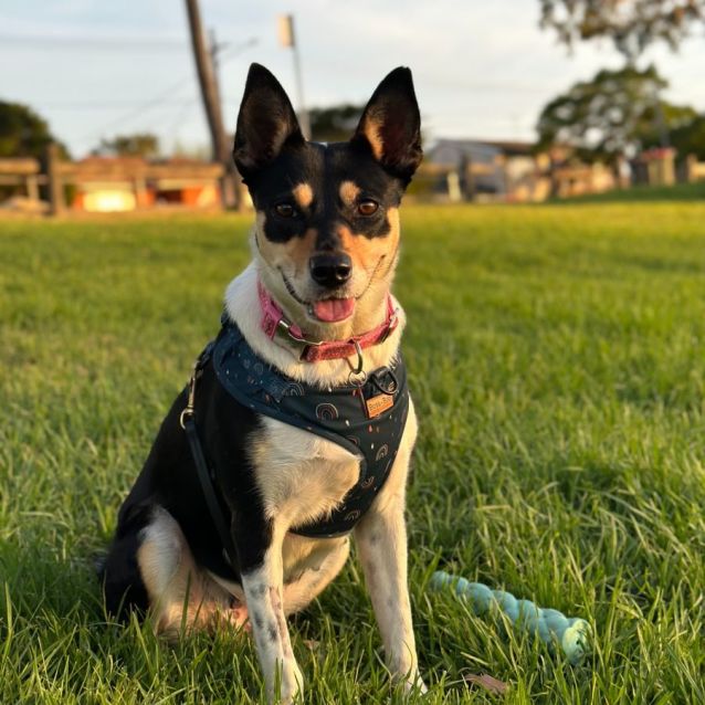 Photo of Samba