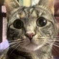 Photo of Nutmeg