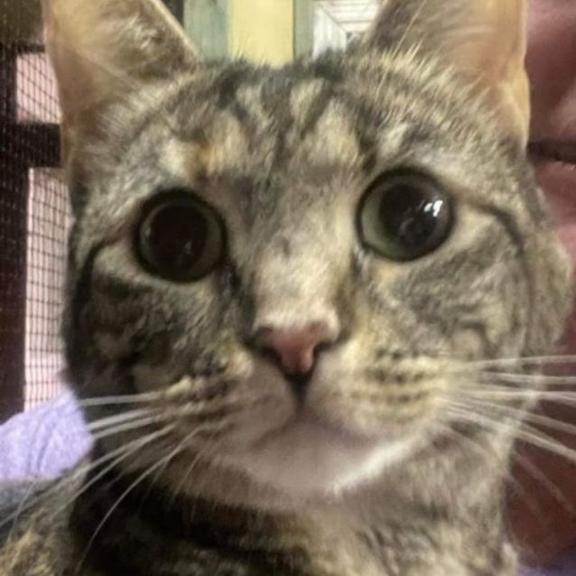 Photo of Nutmeg