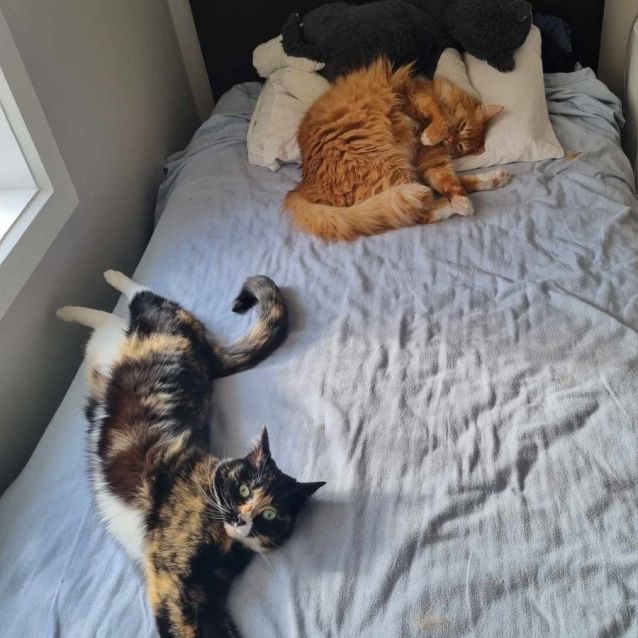 Photo of Poppy And Gatsby
