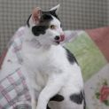 Photo of Puss Puss **2nd Chance Cat Rescue**