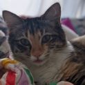 Photo of Phyllis