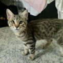 Photo of Chip