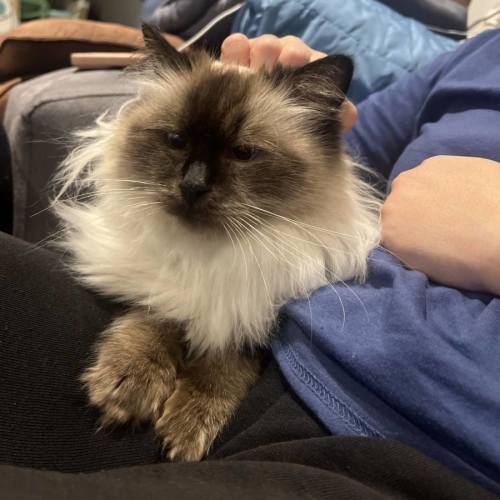 Kiki
