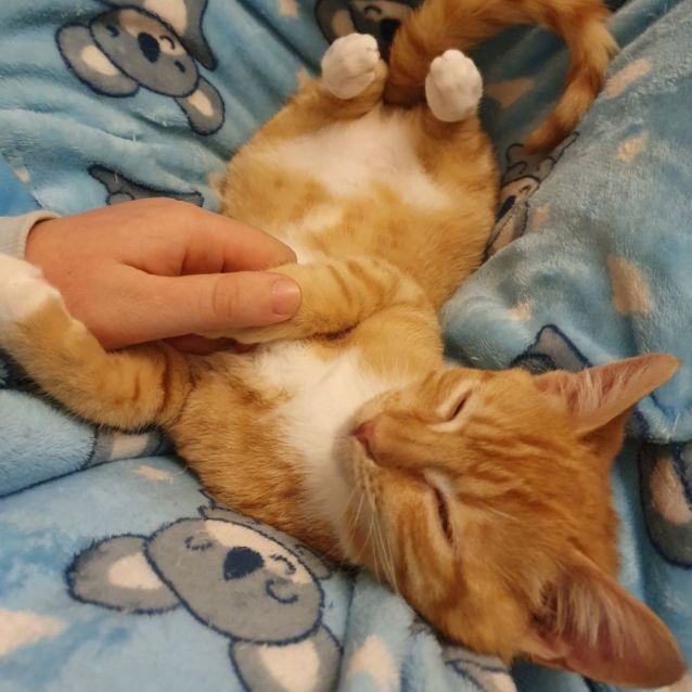 Photo of Shelby ^^Dandy Cat Rescue^^