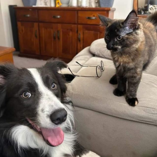 Photo of Chino (Located In Rowville)