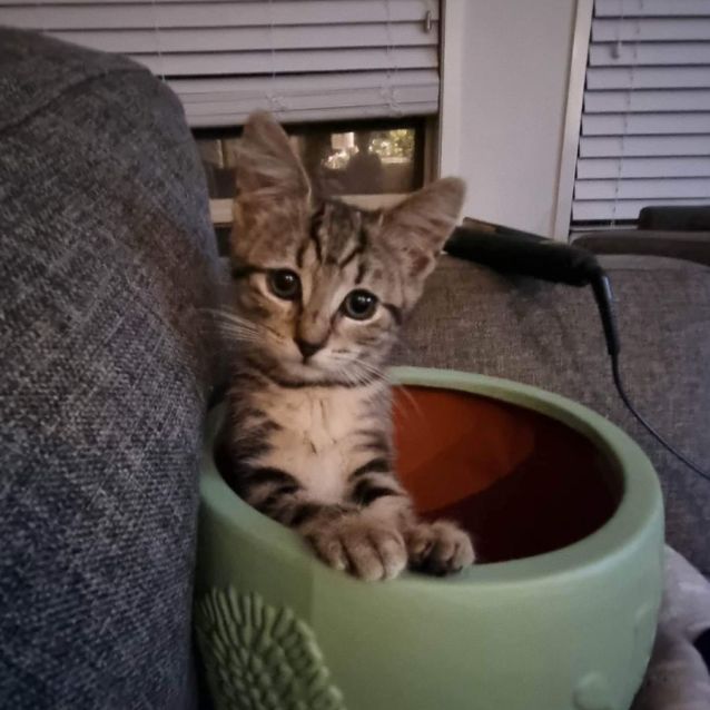 Photo of Bella Boo & Fred Flintstone