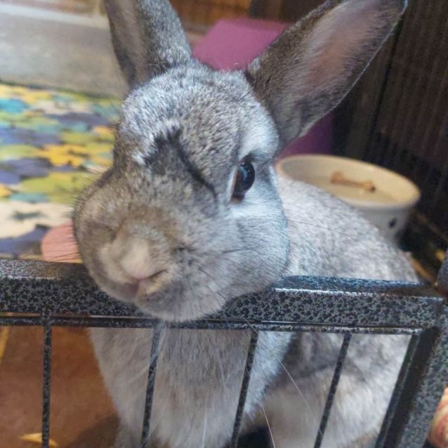 Photo of Benjamin (Located In Mount Evelyn)