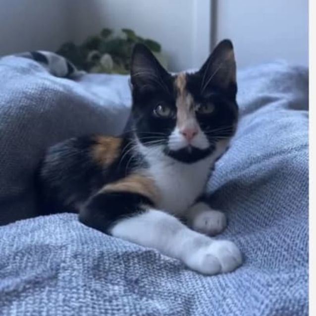 Photo of Marvellous Mindy