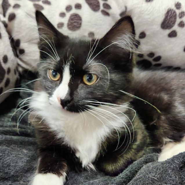 Photo of 🌺 Molly F02754 🌺