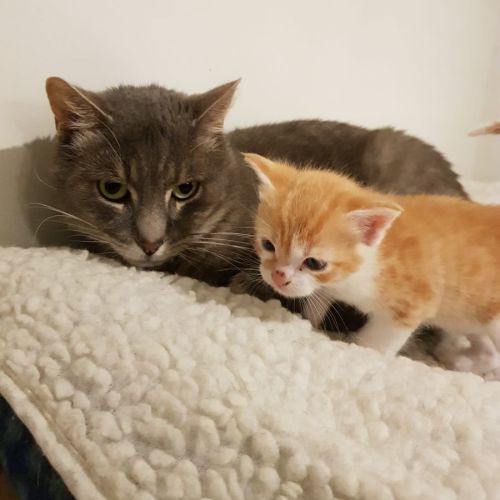 Point **2nd Chance Cat Rescue**
