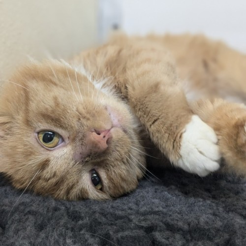 🦁 Caspian 5401 🦁