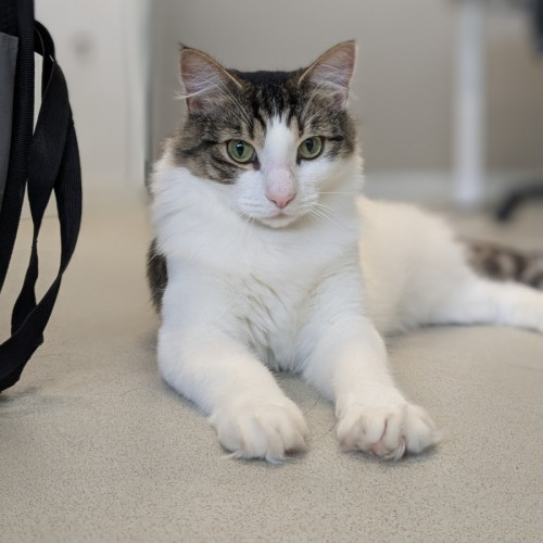 🥥 Chester 5640 🥥