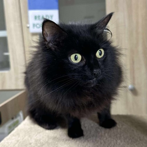 🎀 Tully 6352 🎀